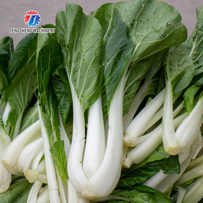 150KG Commercial fruit and vegetable washing machine large bubble washing machine spinach lettuce washing machine