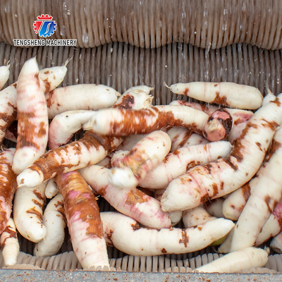 180KG Small automatic ginger washing machine Cassava peeling machine sweet potato potato peeling equipment